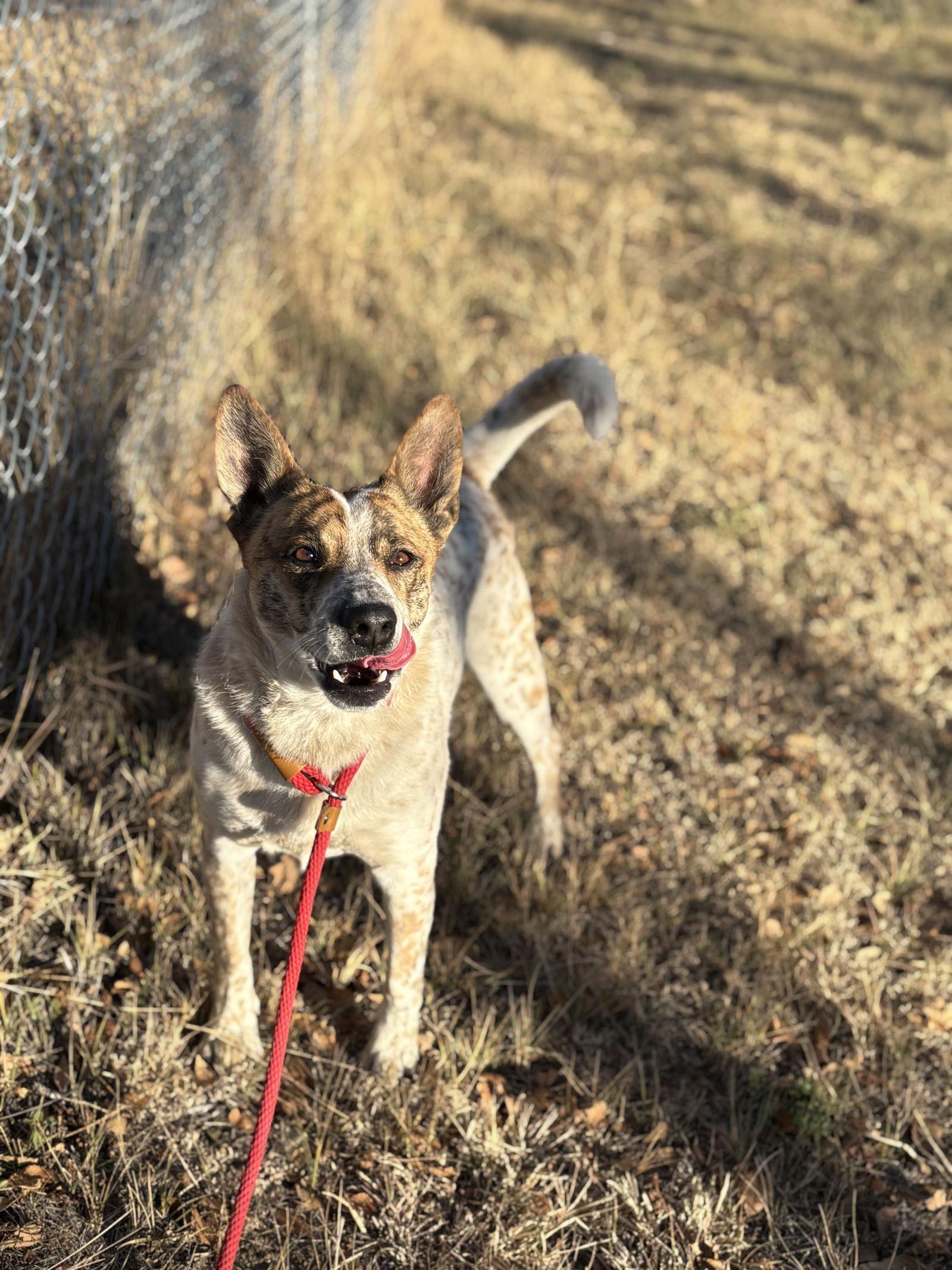 Benson, a Adoptable Australian Cattle Dog / Blue Heeler in Las Vegas, NM image 3/3