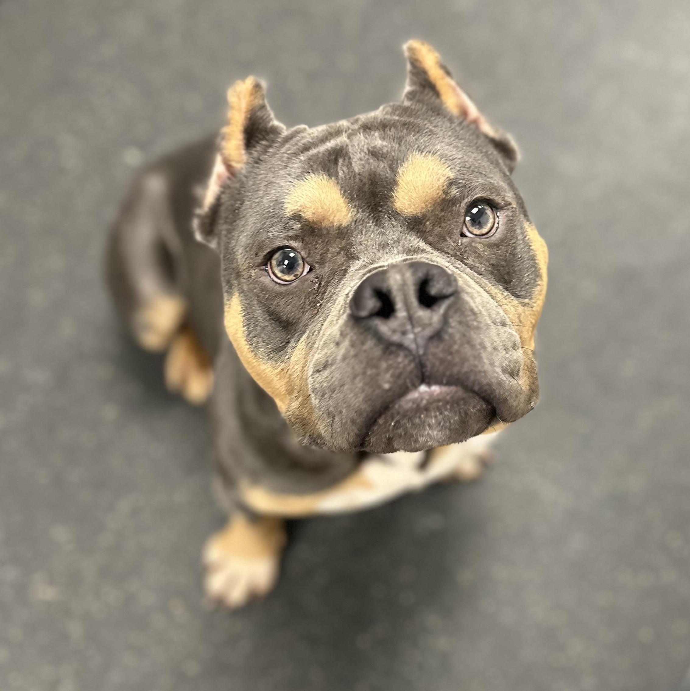 Enlarge Macho, an adopted American Bully in Youngstown, OH image 1/2