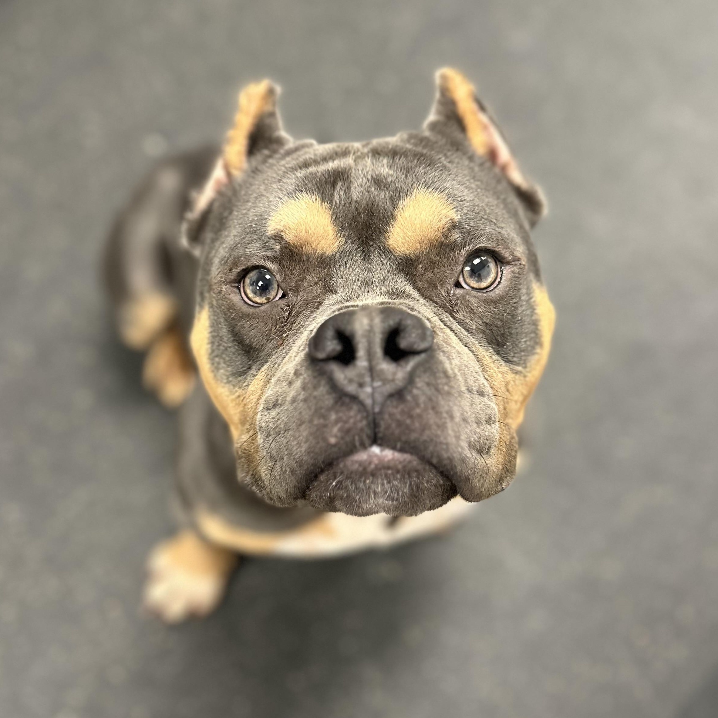 Enlarge Macho, an adopted American Bully in Youngstown, OH image 2/2