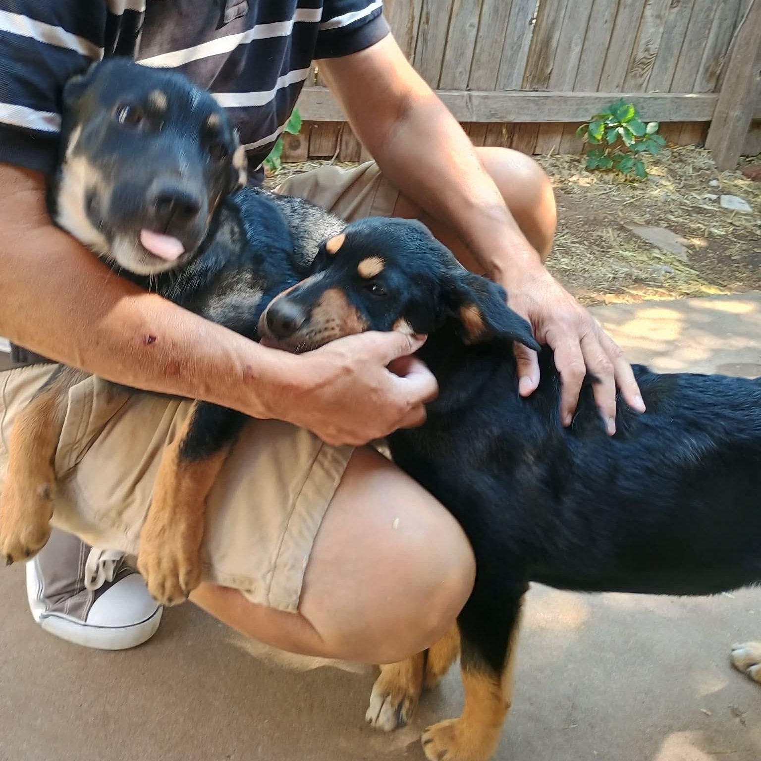 Enlarge Cosby, a Adoptable mixed breed in Amarillo, TX image 3/6