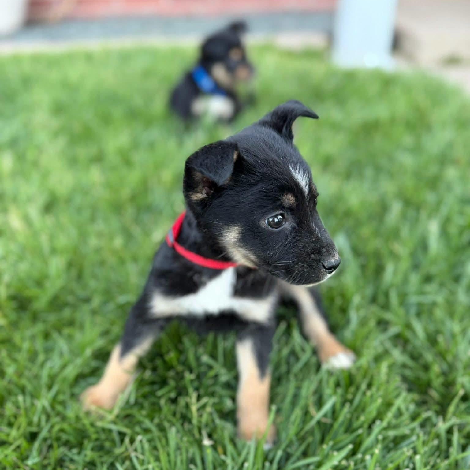 Enlarge Cosby, a Adoptable mixed breed in Amarillo, TX image 6/6