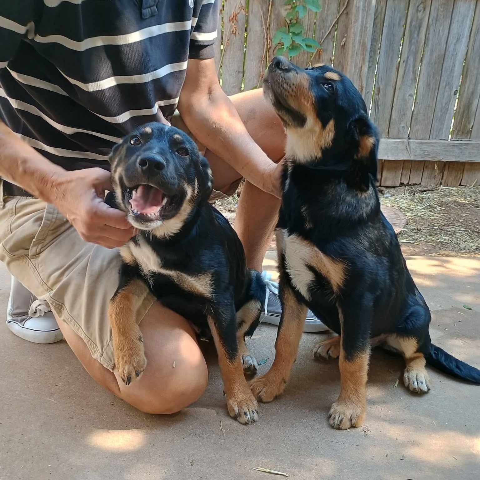 Enlarge Cosby, a Adoptable mixed breed in Amarillo, TX image 2/6