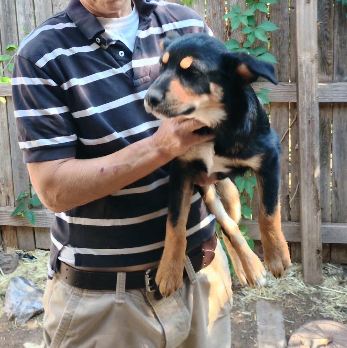 Enlarge Cosby, a Adoptable mixed breed in Amarillo, TX image 5/6