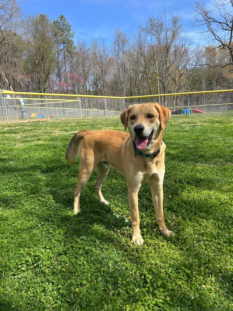Ruger, Adoptable, Adult Male Labrador Retriever & Husky.