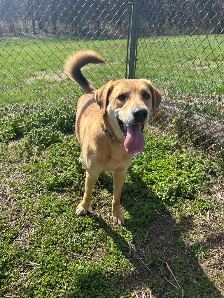 Enlarge Ruger, a Adoptable mixed breed in Mineral, VA image 2/3