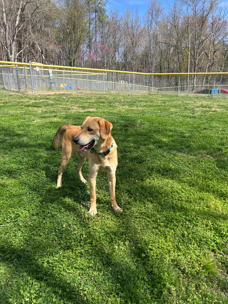 Enlarge Ruger, a Adoptable mixed breed in Mineral, VA image 3/3