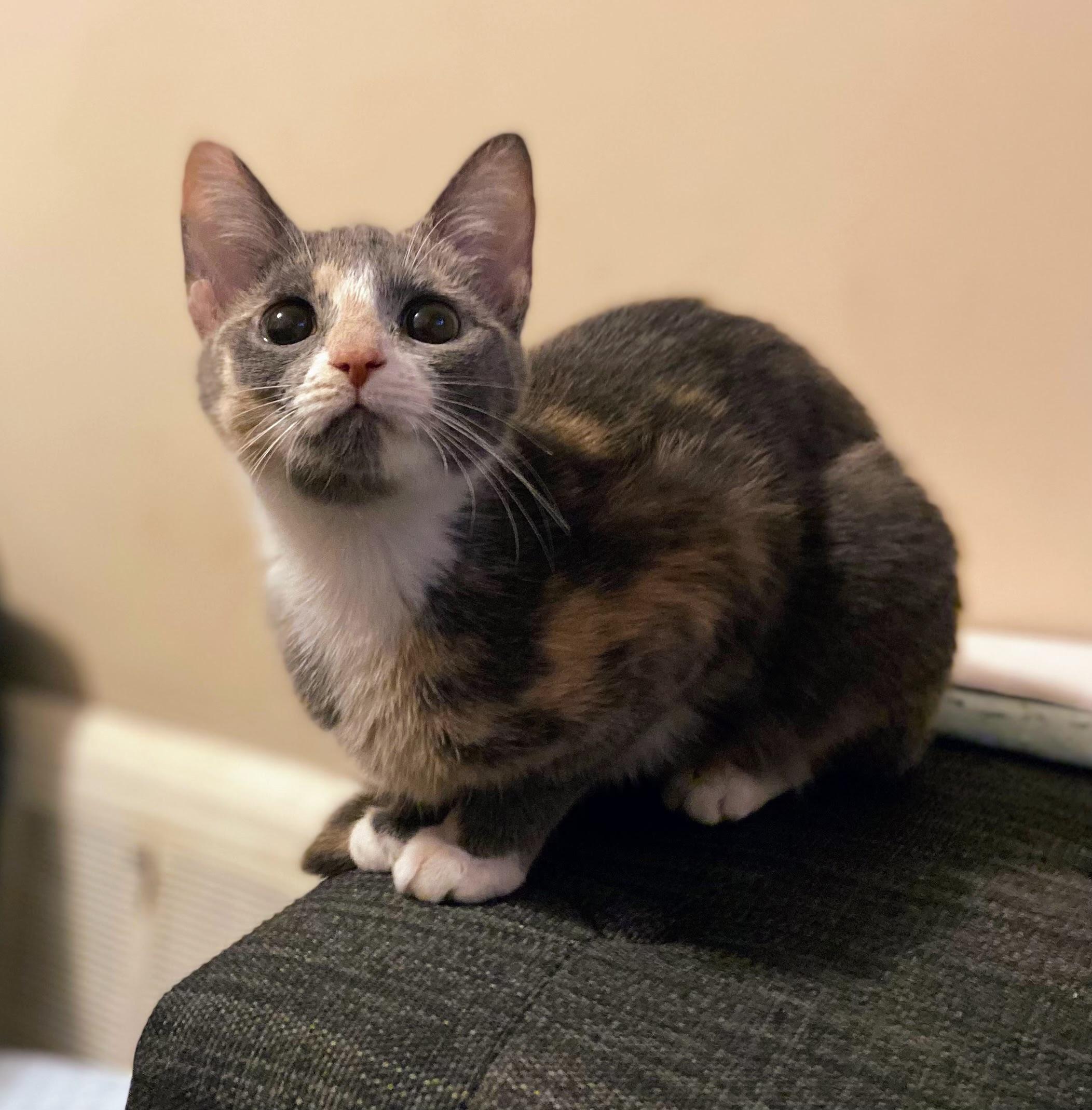 Enlarge Gracie Gray, an adopted Dilute Calico in Canal Fulton, OH image 2/3