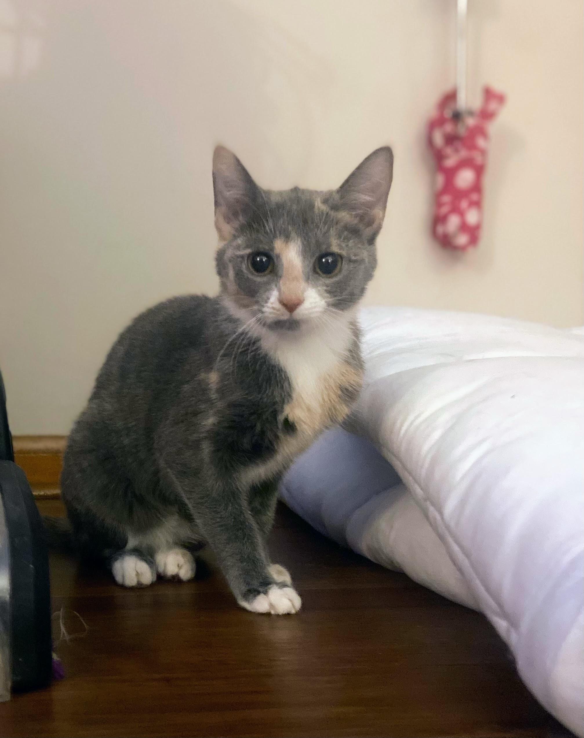 Enlarge Gracie Gray, an adopted Dilute Calico in Canal Fulton, OH image 3/3