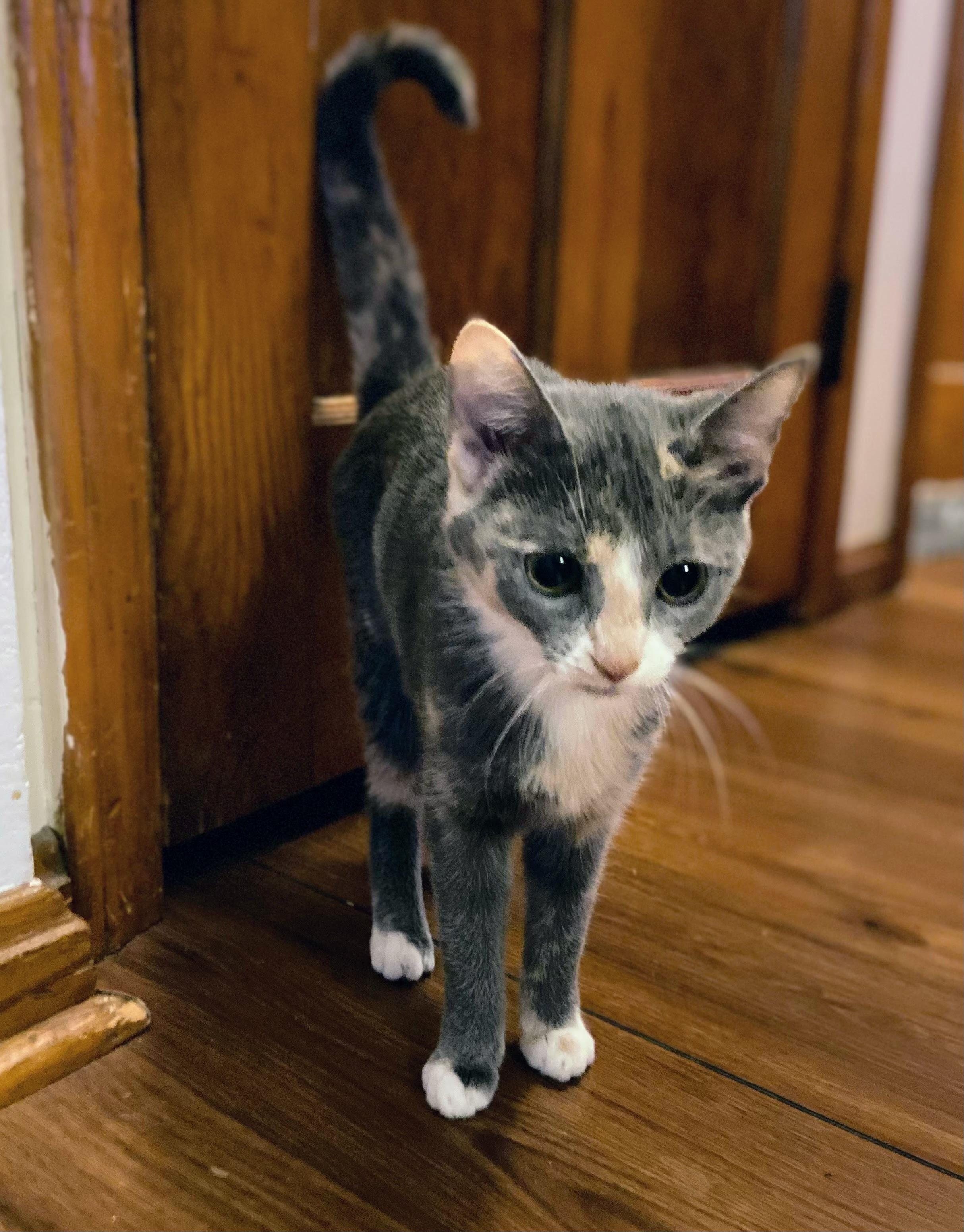 Gracie Gray, adopted, Kitten Female Dilute Calico.