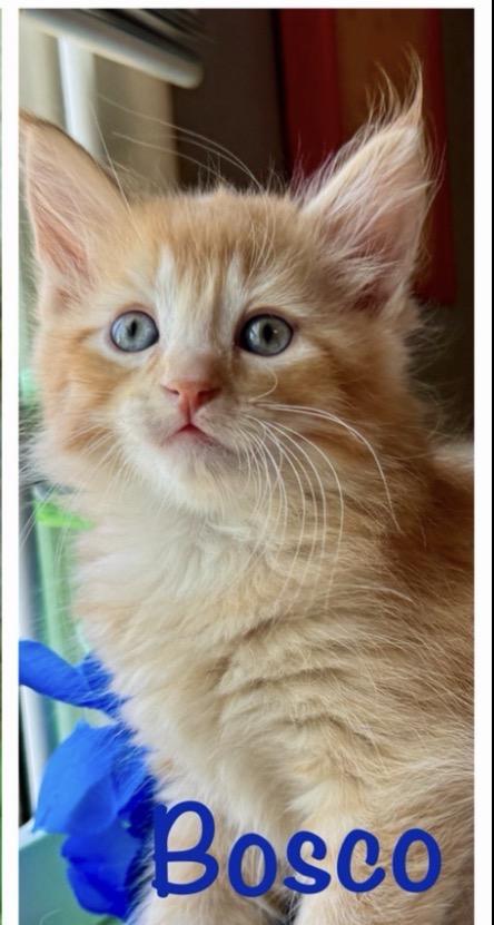 Enlarge Bosco, an adopted mixed breed in Rochester Hills, MI image 1/1