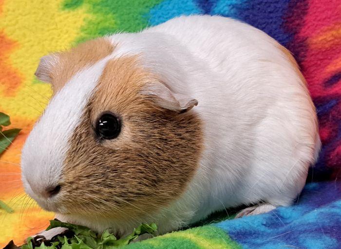 Enlarge Ginger, a Adoptable Short-Haired in Roselle, IL image 1/5