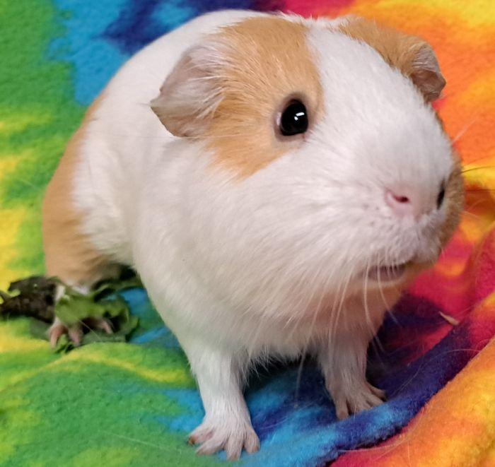 Enlarge Ginger, a Adoptable Short-Haired in Roselle, IL image 3/5