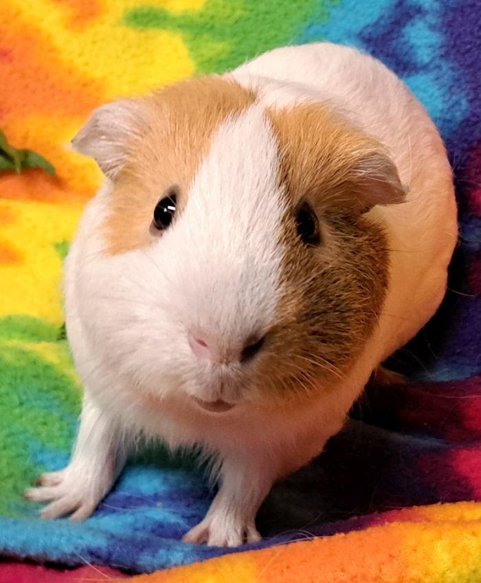 Enlarge Ginger, a Adoptable Short-Haired in Roselle, IL image 4/5