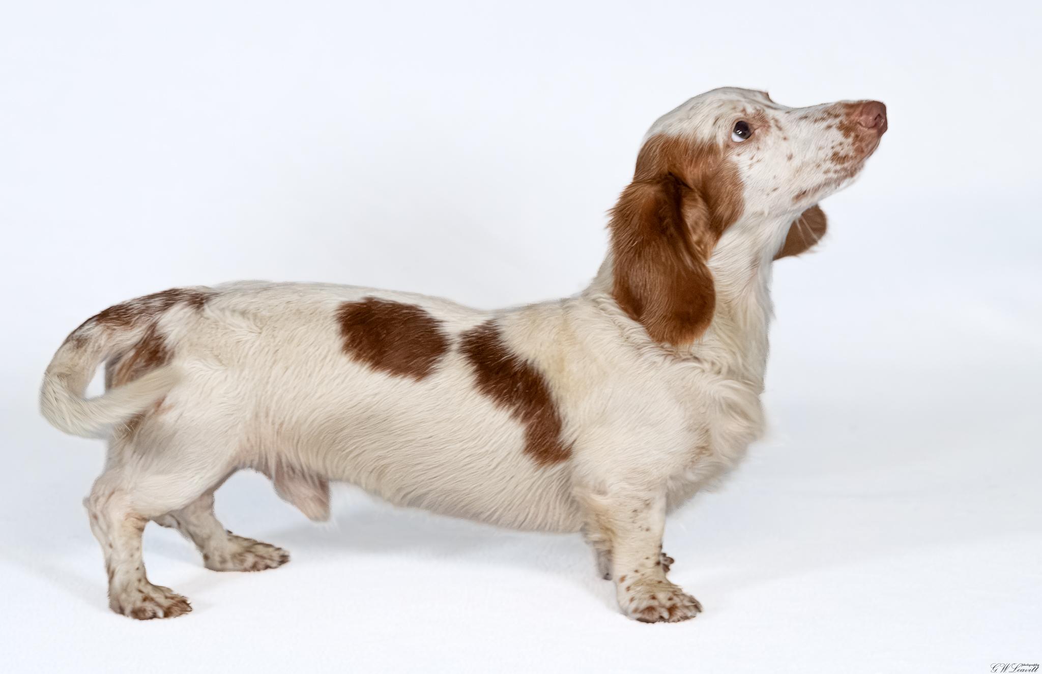 Enlarge Ozzie, a Adopted mixed breed in Argyle, NY image 3/4