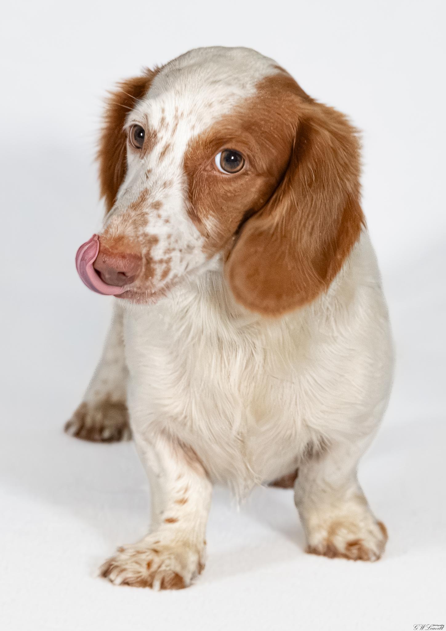 Enlarge Ozzie, a Adopted mixed breed in Argyle, NY image 2/4