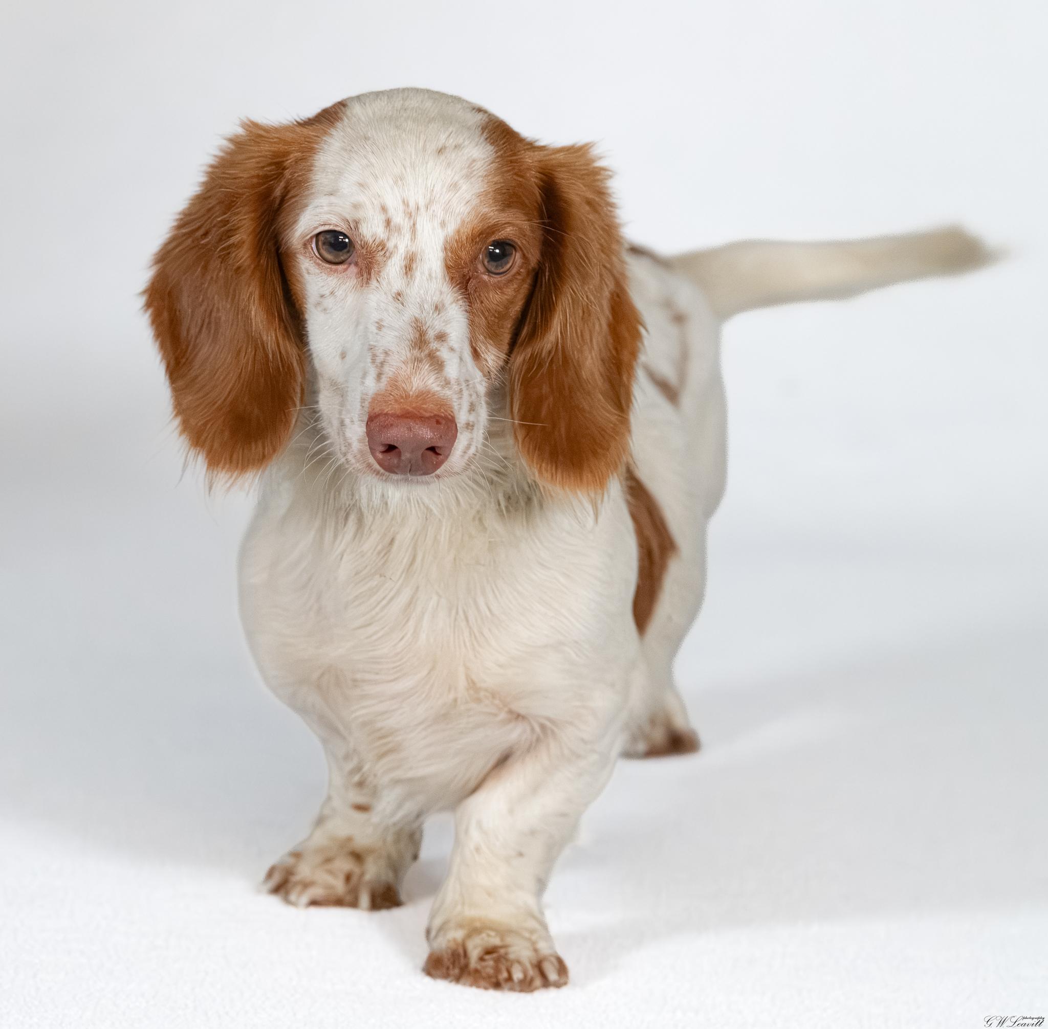 Ozzie, Adopted, Young Male Dachshund.