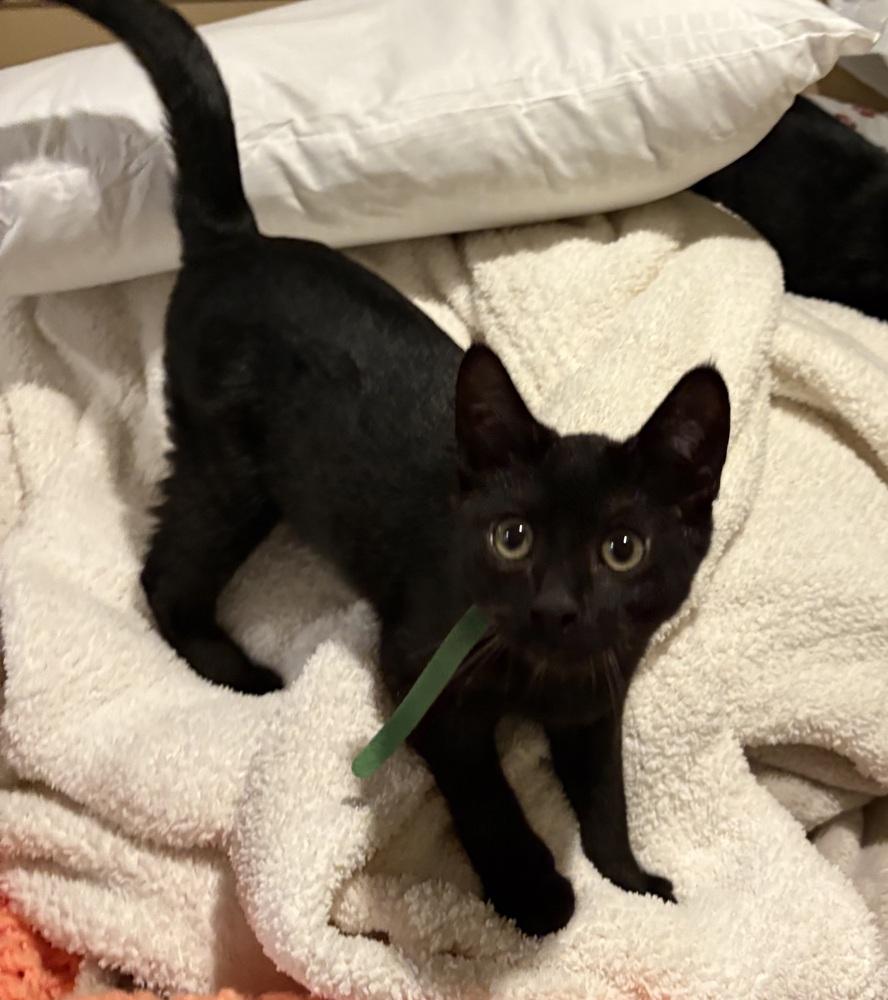 Dayton, Adoptable, Kitten Male Domestic Short Hair.