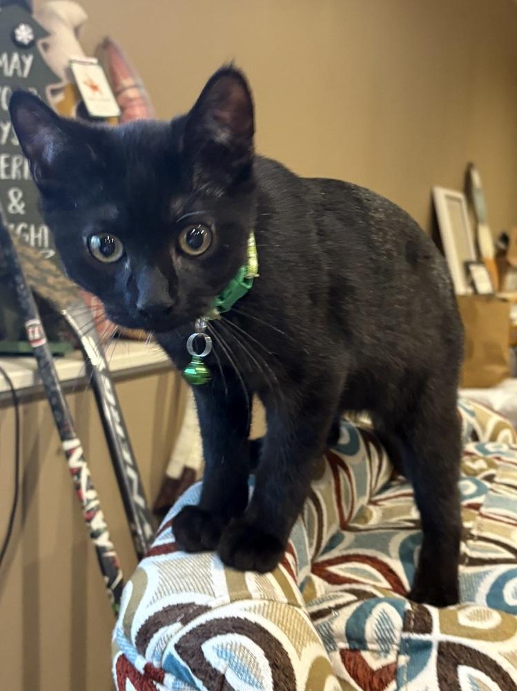 Dayton, a Adoptable mixed breed in Plymouth, MN image 2/5