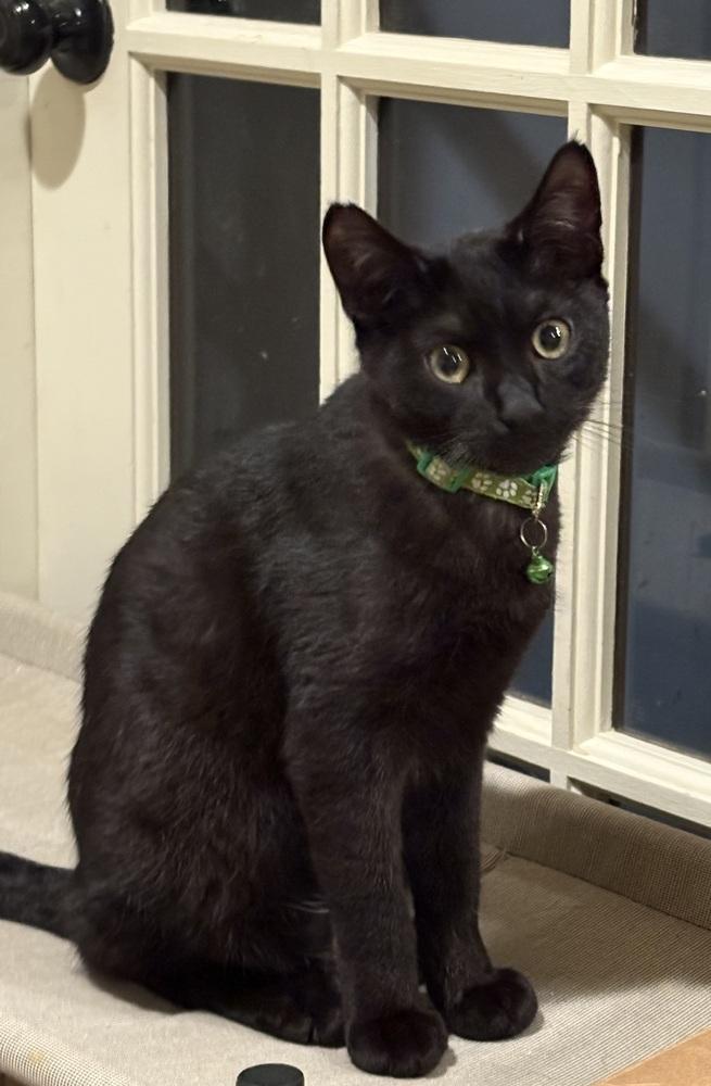 Dayton, a Adoptable mixed breed in Plymouth, MN image 3/5