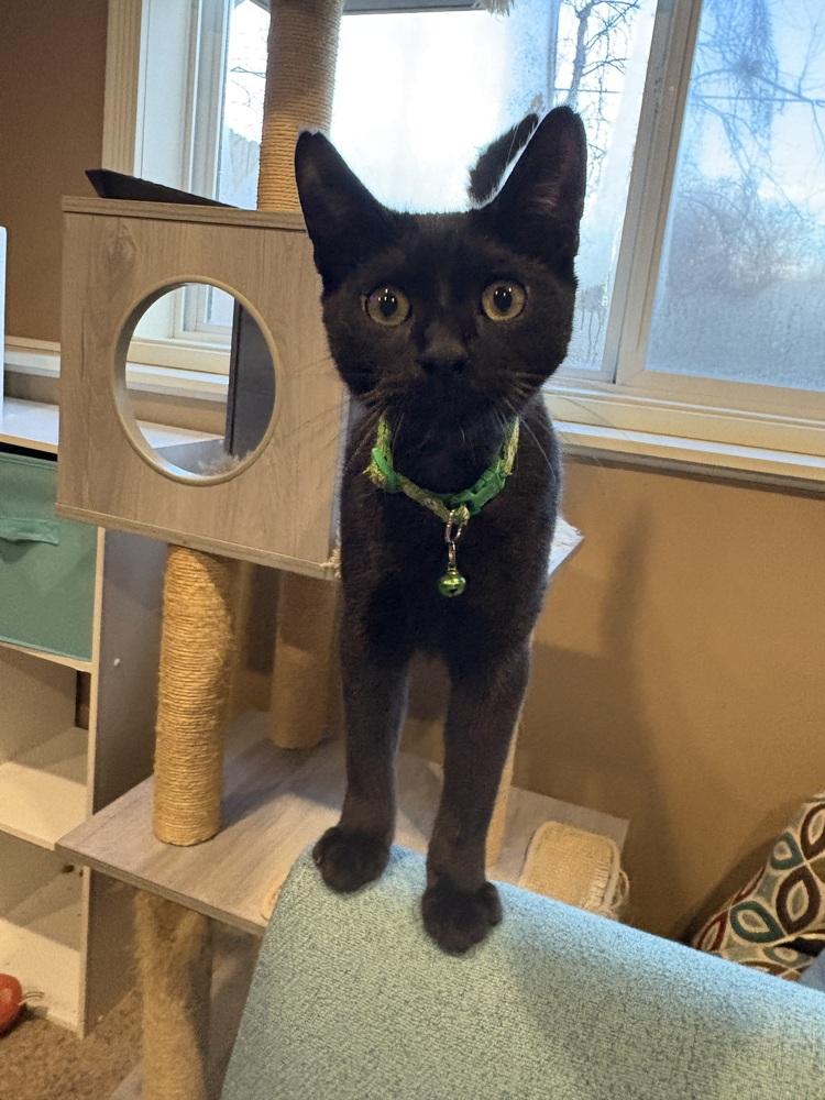 Dayton, a Adoptable mixed breed in Plymouth, MN image 4/5