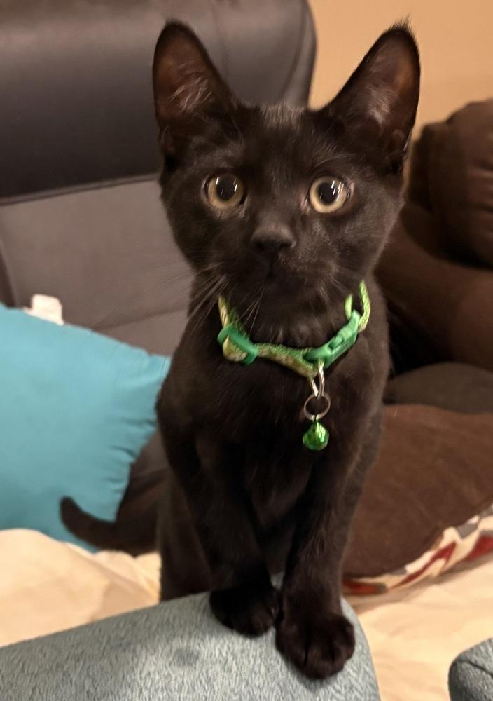 Dayton, a Adoptable mixed breed in Plymouth, MN image 5/5