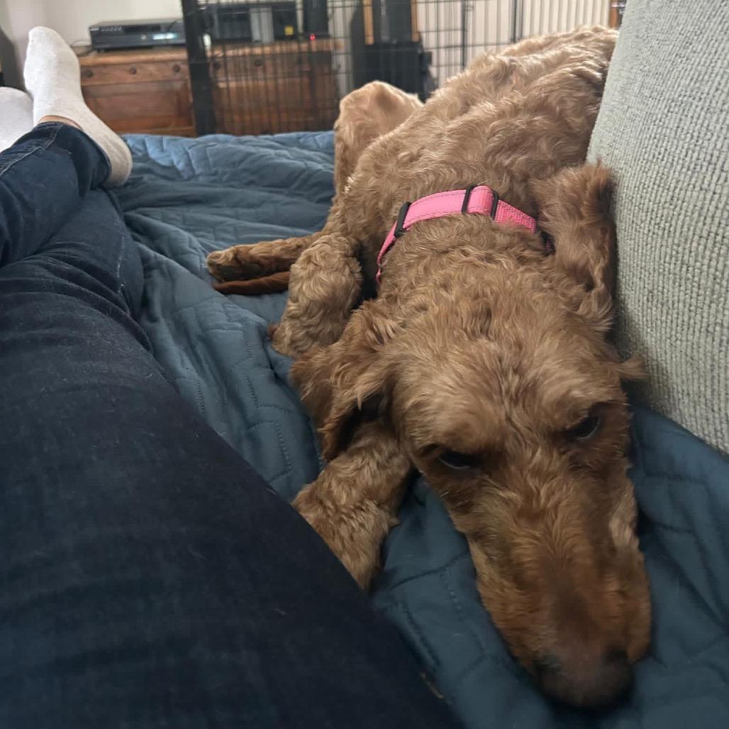 Anime, Adoptable, Adult Female Golden Retriever & Poodle.