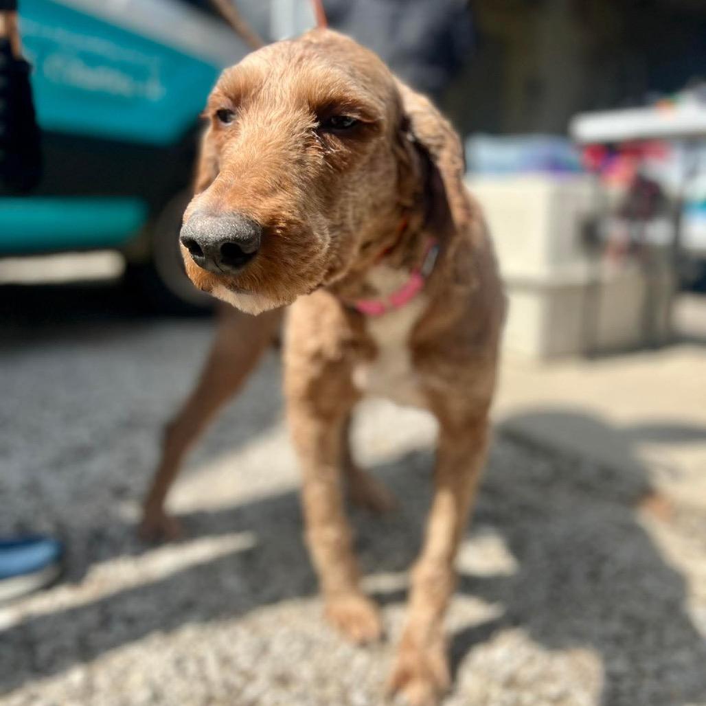 Enlarge Anime, a Adoptable mixed breed in St. Charles, IL image 2/6