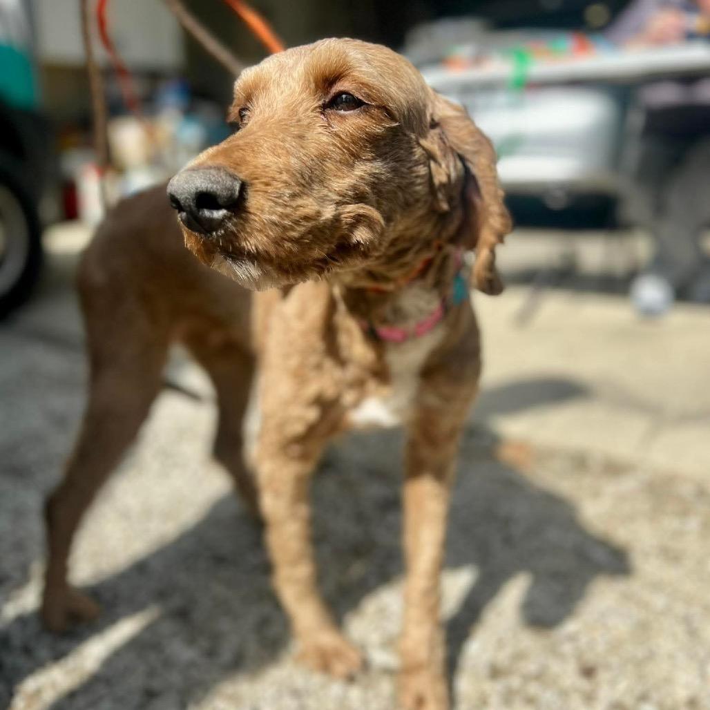 Enlarge Anime, a Adoptable mixed breed in St. Charles, IL image 3/6