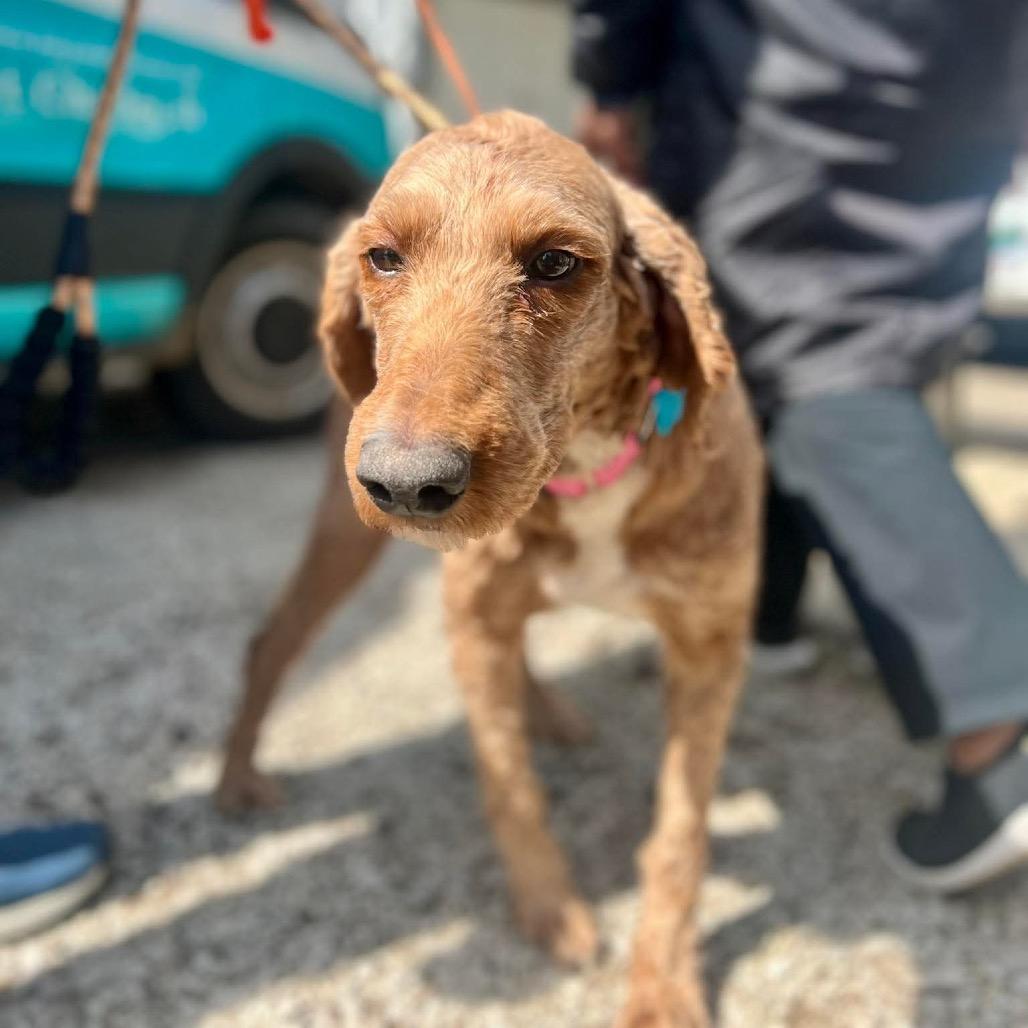 Enlarge Anime, a Adoptable mixed breed in St. Charles, IL image 4/6