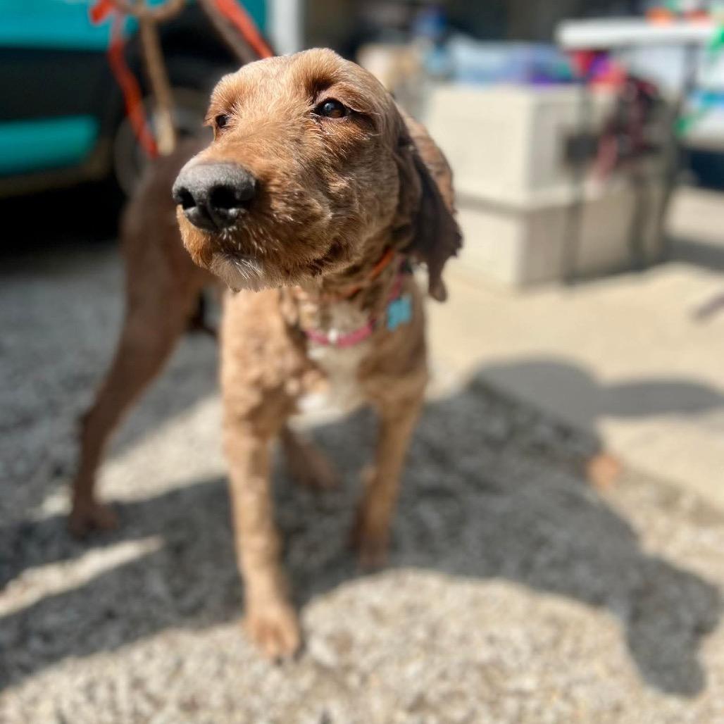 Enlarge Anime, a Adoptable mixed breed in St. Charles, IL image 5/6