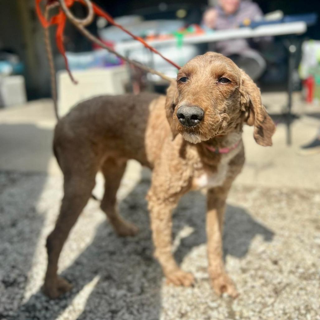 Enlarge Anime, a Adoptable mixed breed in St. Charles, IL image 6/6