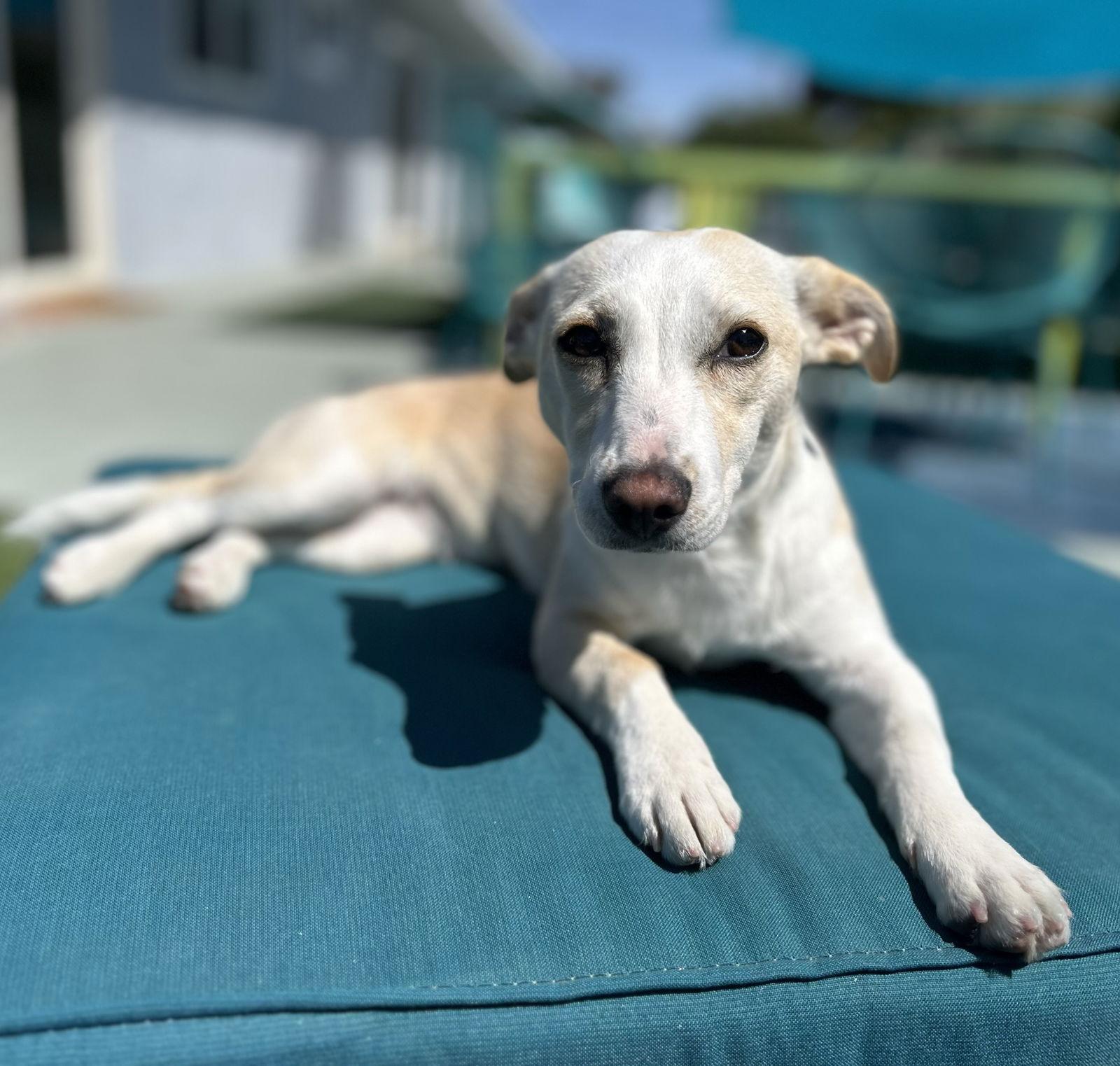 Cupid, Adopted, Young Female Chihuahua & Terrier.
