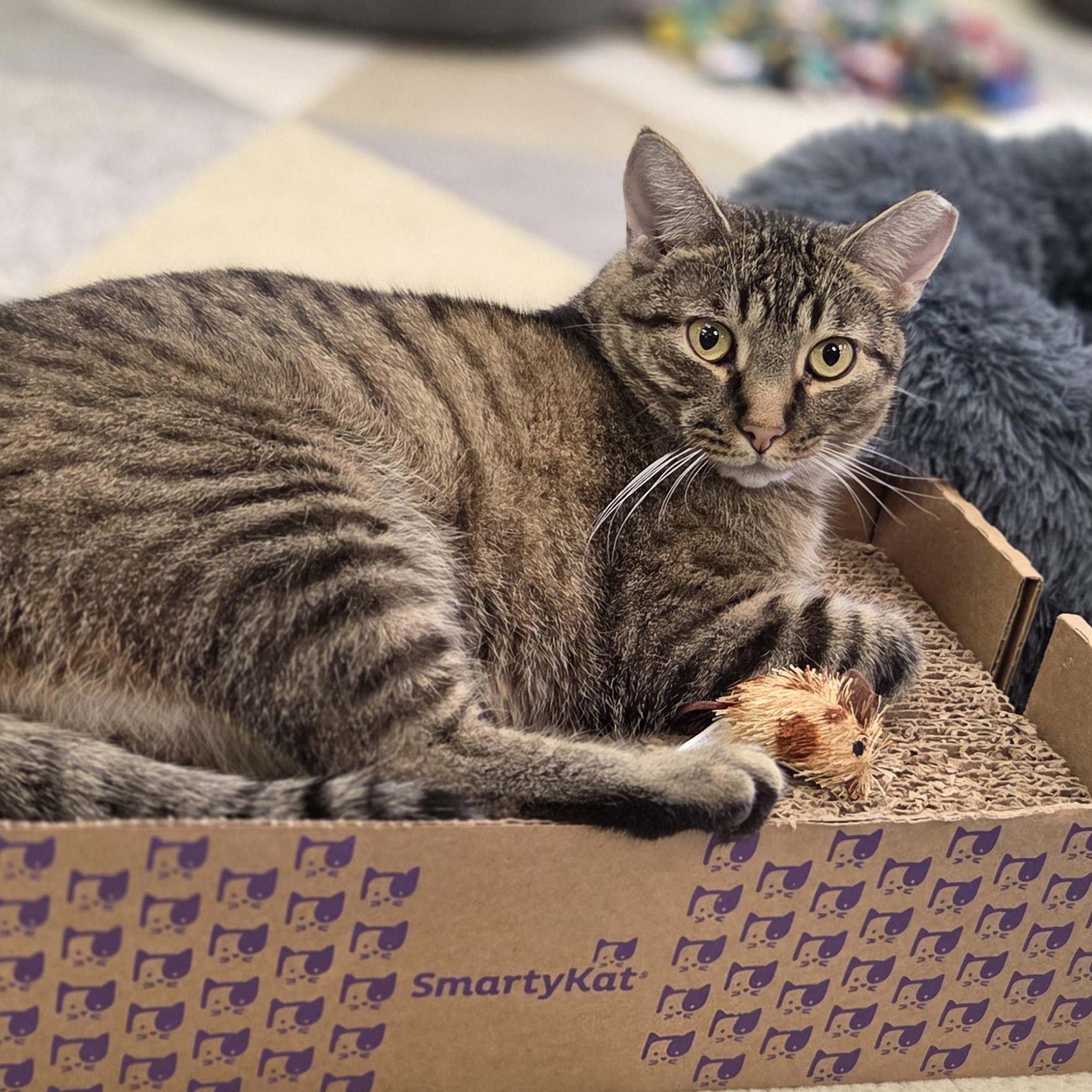 Enlarge Turbo, a Adoptable Domestic Short Hair in Louisville, OH image 1/4