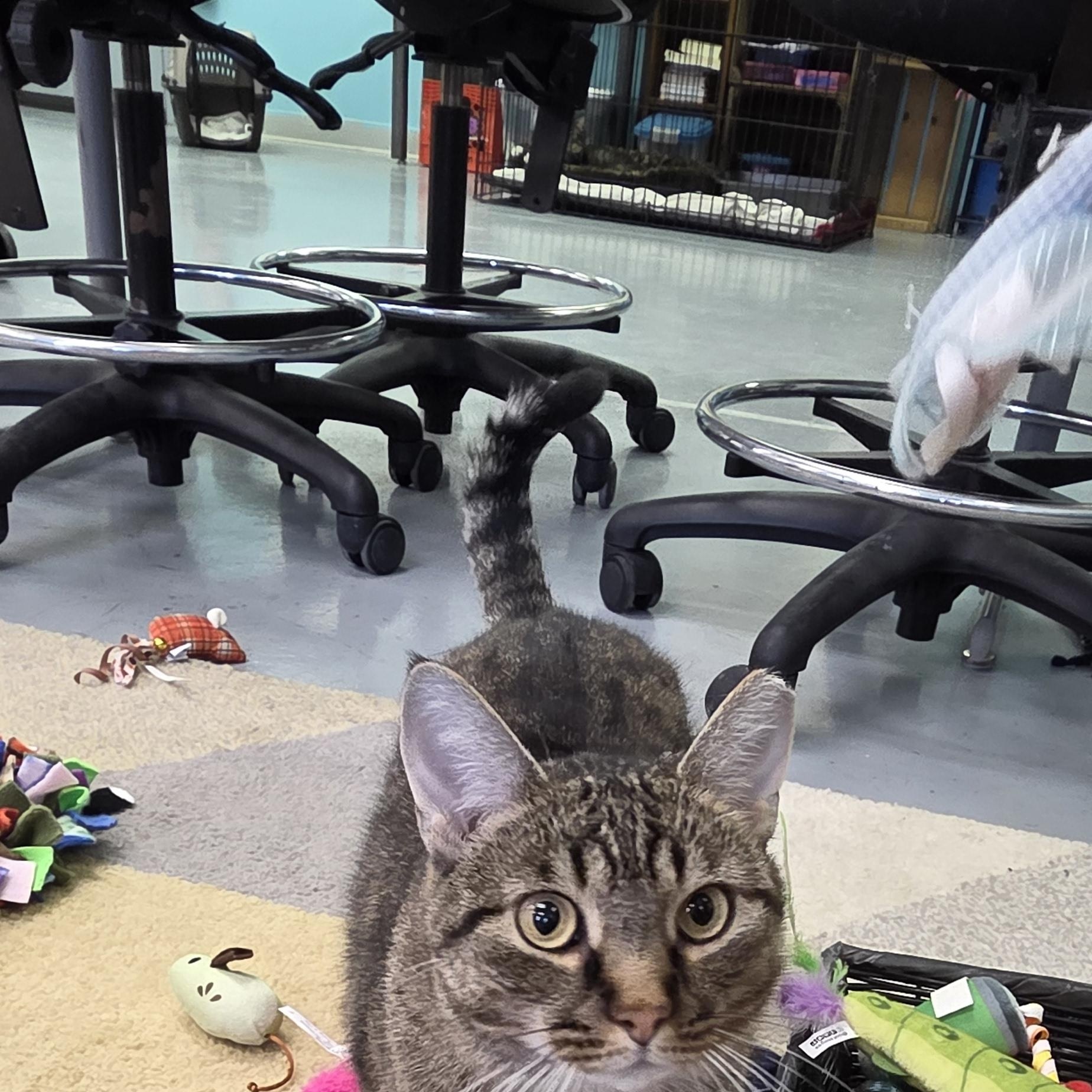 Enlarge Turbo, a Adoptable Domestic Short Hair in Louisville, OH image 2/4