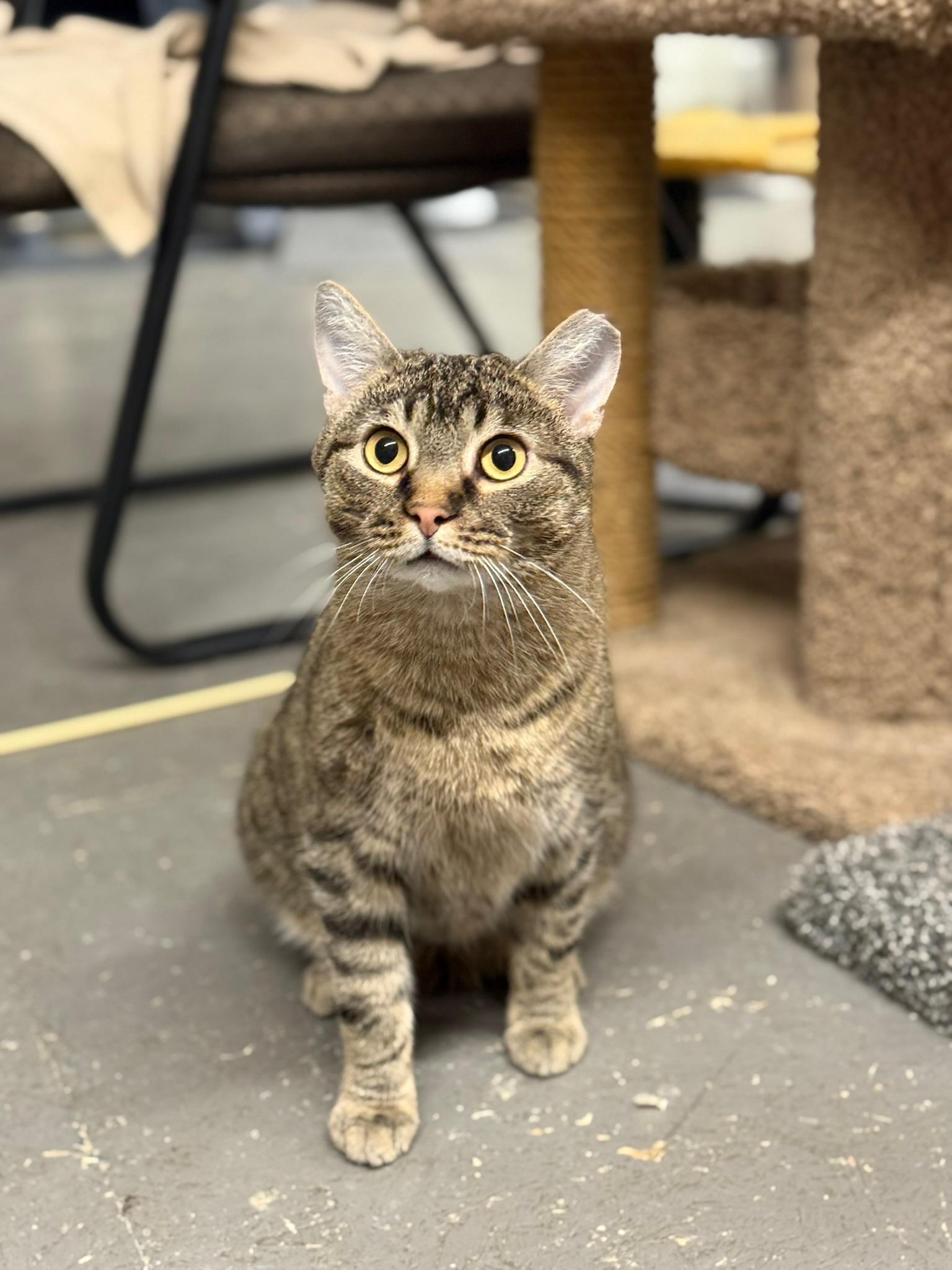 Enlarge Turbo, a Adoptable Domestic Short Hair in Louisville, OH image 3/4