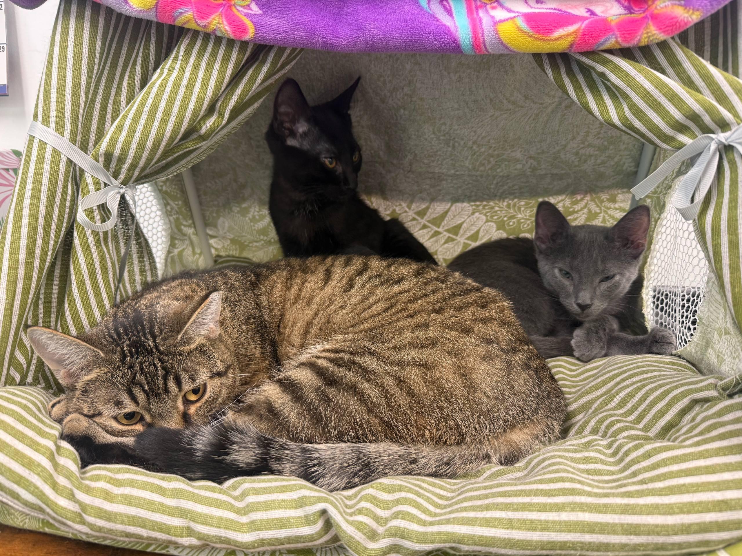 Enlarge Turbo, a Adoptable Domestic Short Hair in Louisville, OH image 4/4