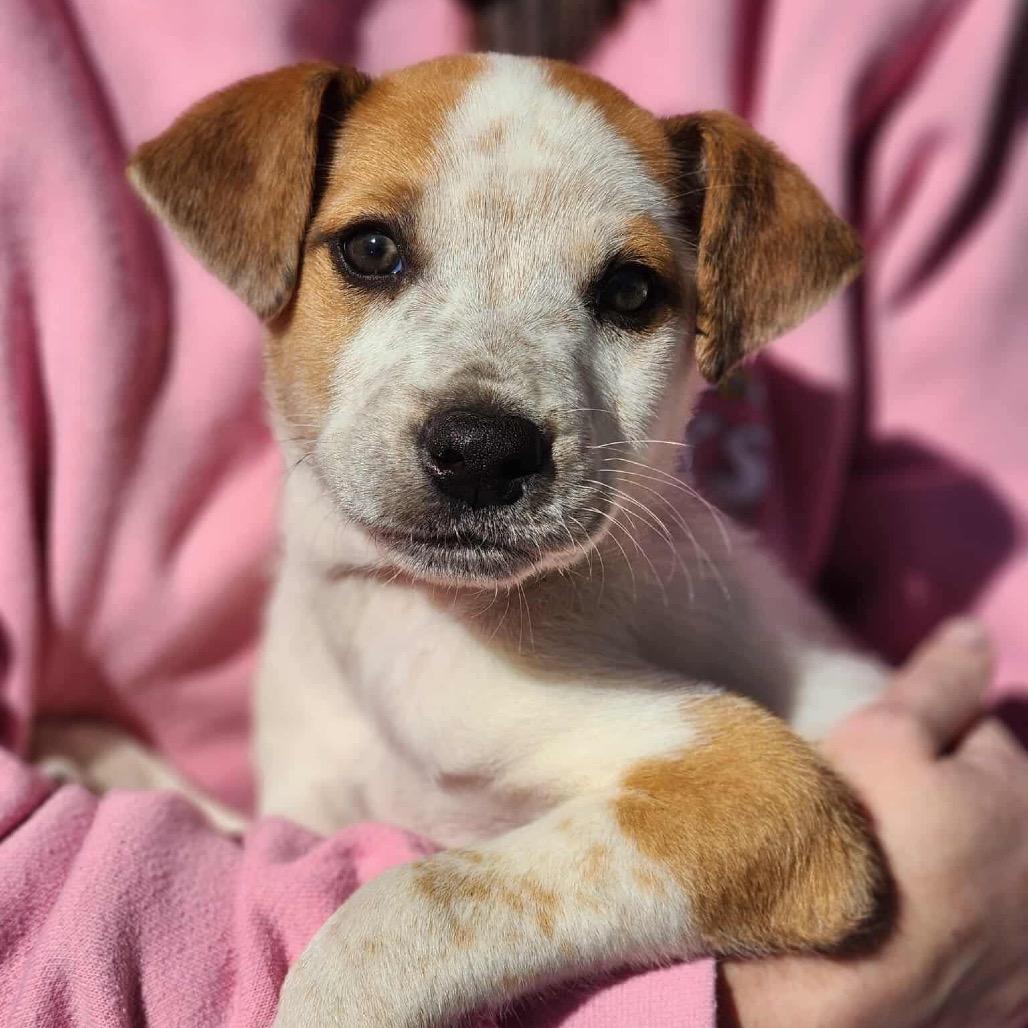 Luca Loverboy thumbnail 3