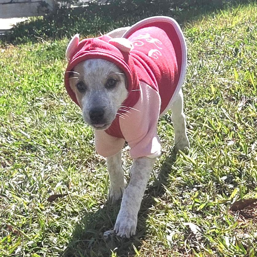 Luca Loverboy thumbnail 4