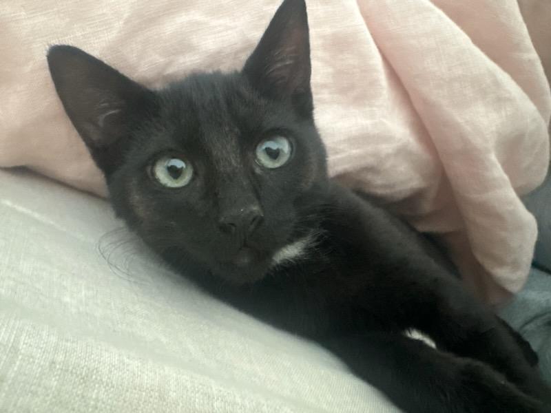 Shadow, a Adoptable mixed breed in Venice, CA image 1/5