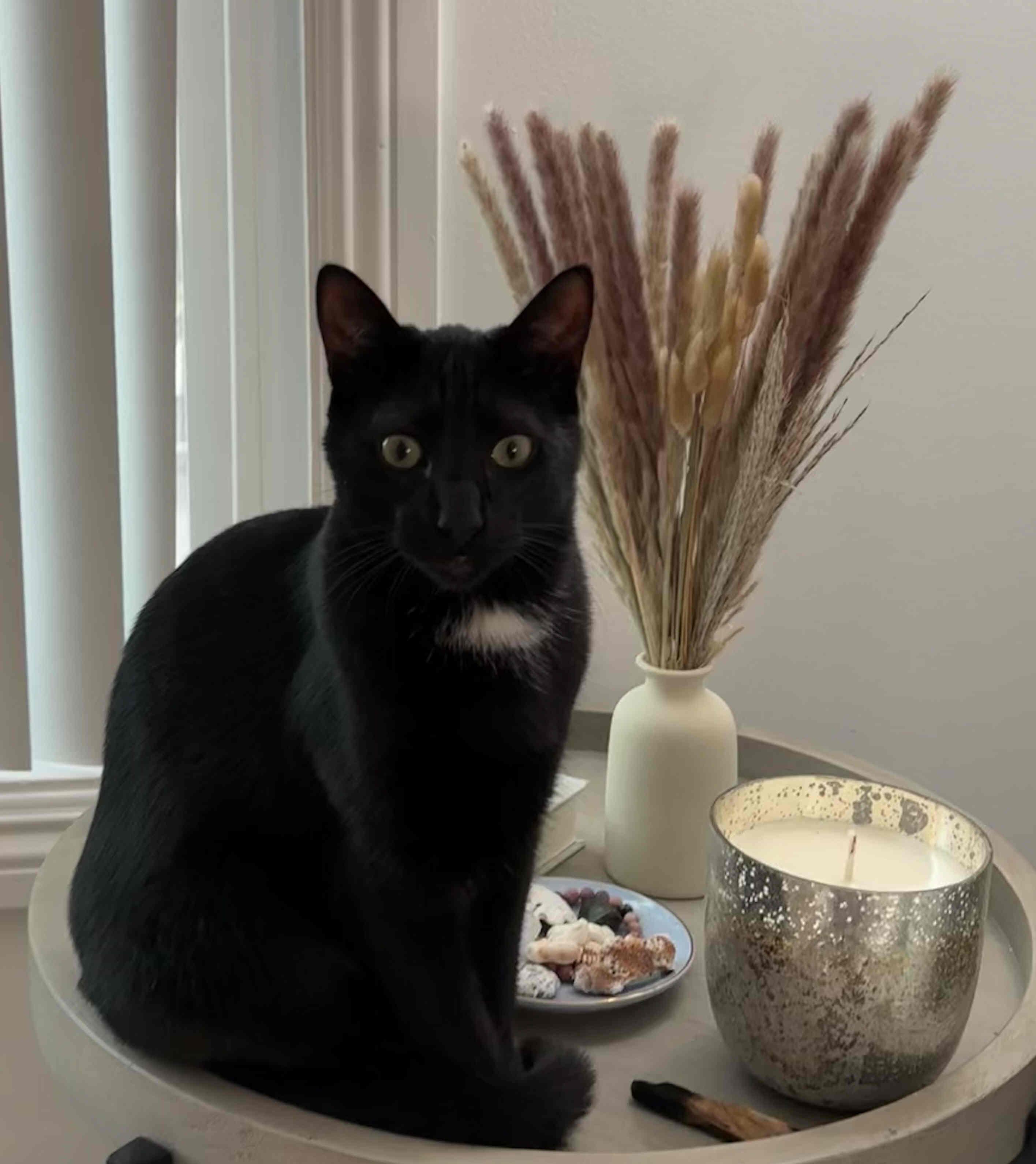 Shadow — thumbnail 2