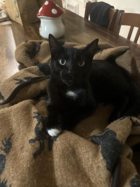 Shadow — thumbnail 3