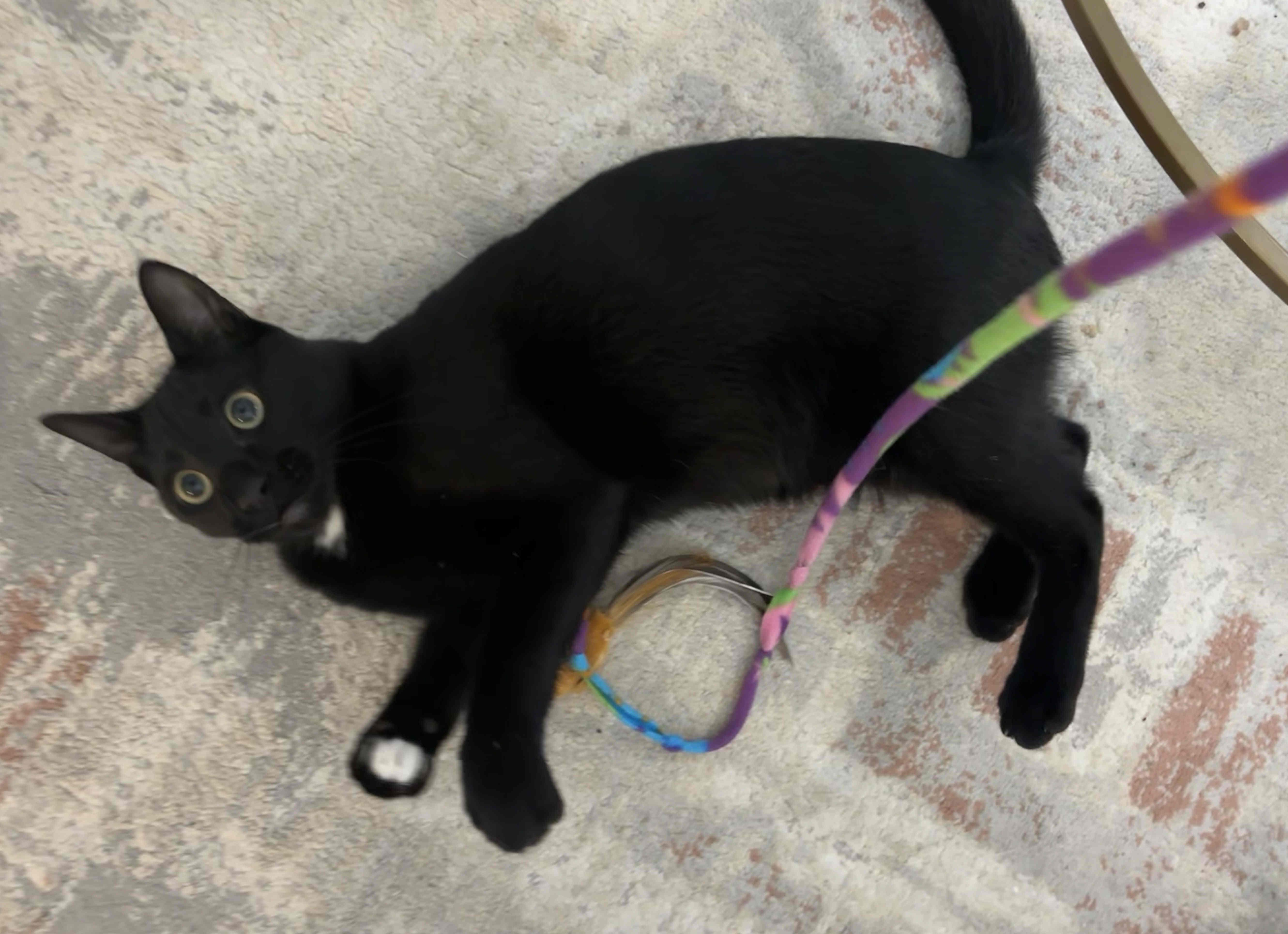 Shadow, a Adoptable mixed breed in Venice, CA image 4/5