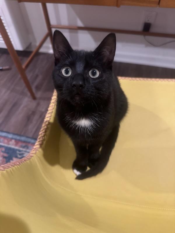 Shadow, a Adoptable mixed breed in Venice, CA image 5/5