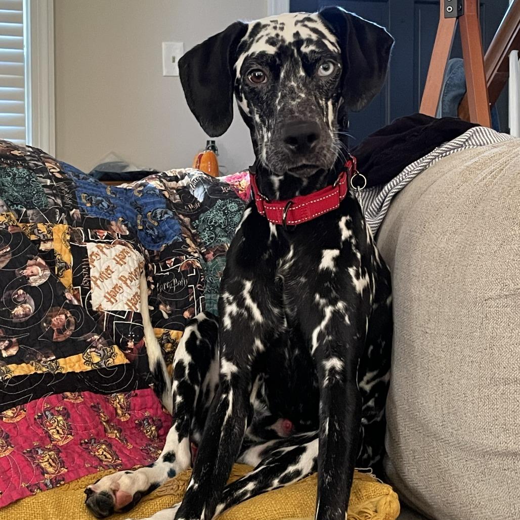 Enlarge Damien, a Adoptable Dalmatian in Richmond, VA image 1/6