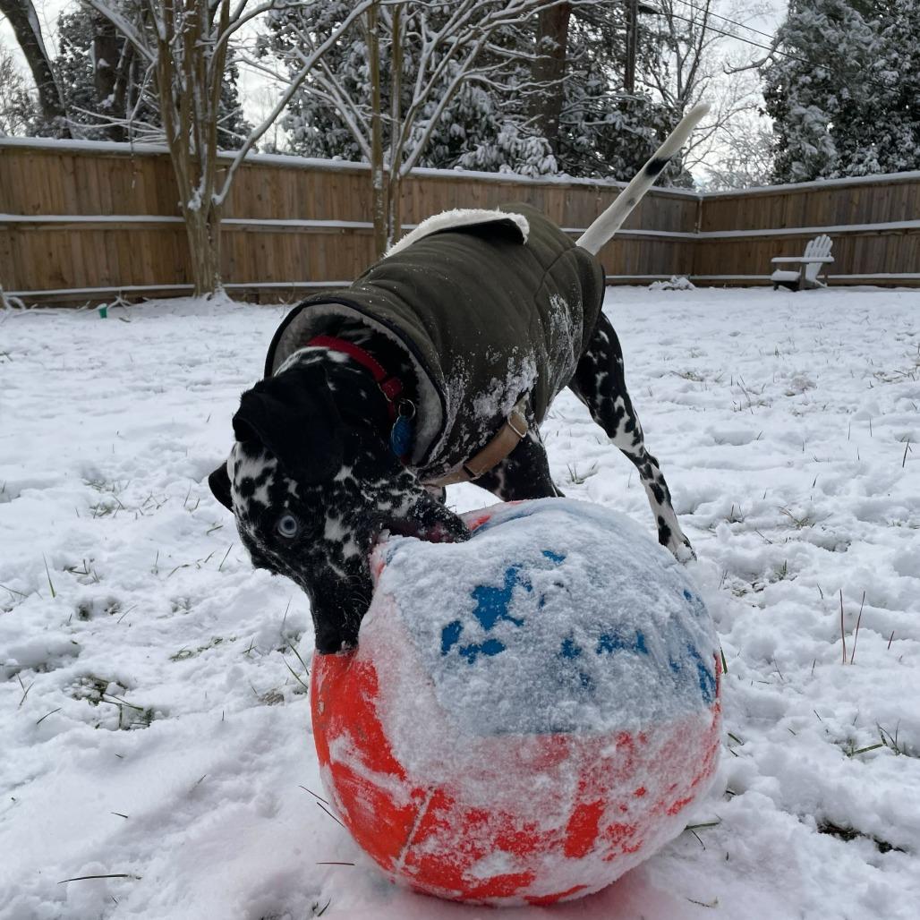 Enlarge Damien, a Adoptable Dalmatian in Richmond, VA image 2/6