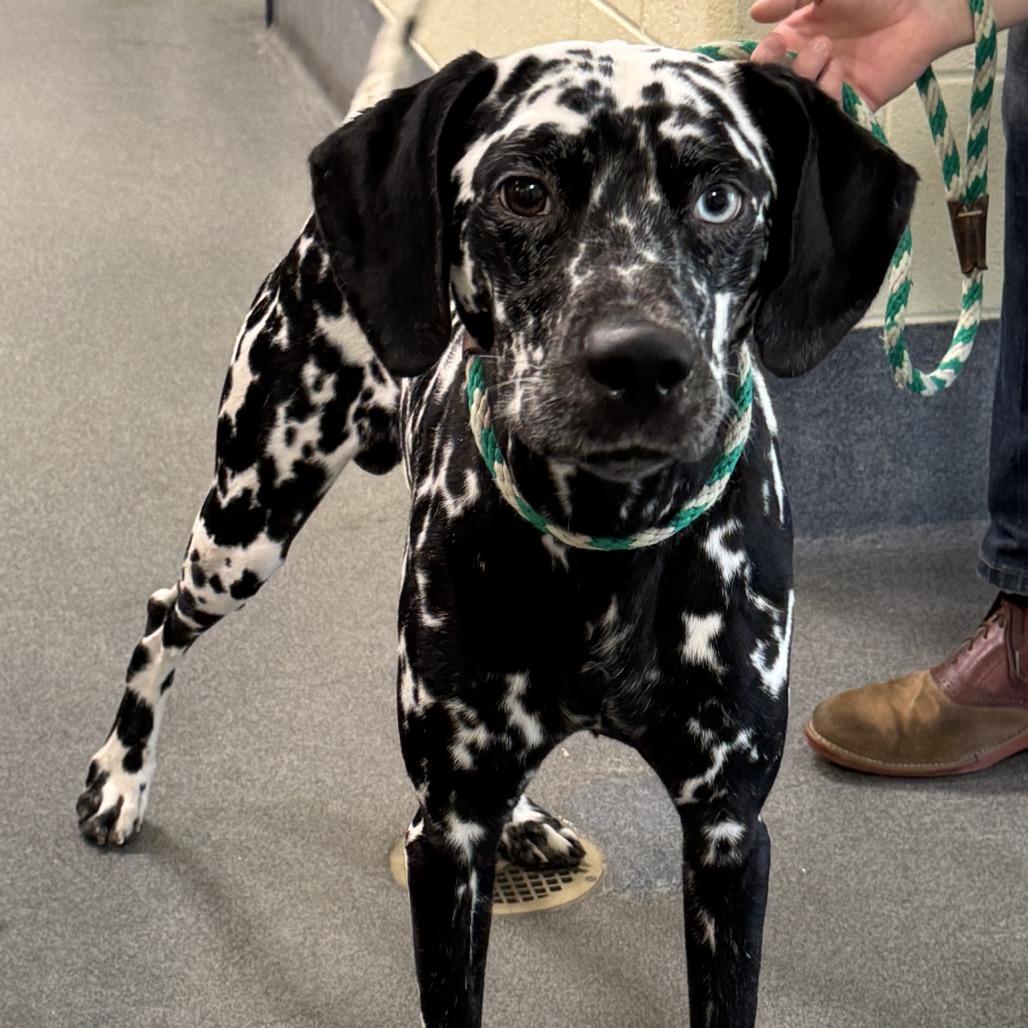 Enlarge Damien, a Adoptable Dalmatian in Richmond, VA image 3/6