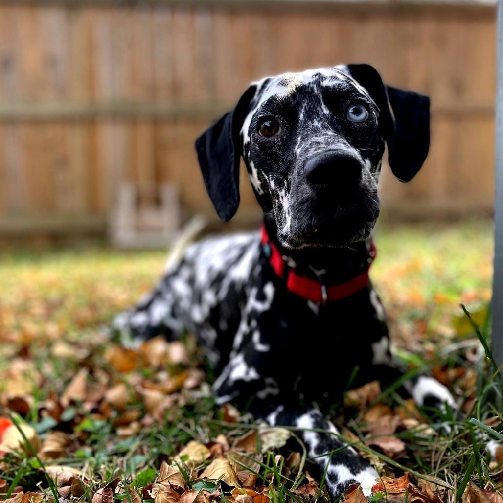Enlarge Damien, a Adoptable Dalmatian in Richmond, VA image 4/6