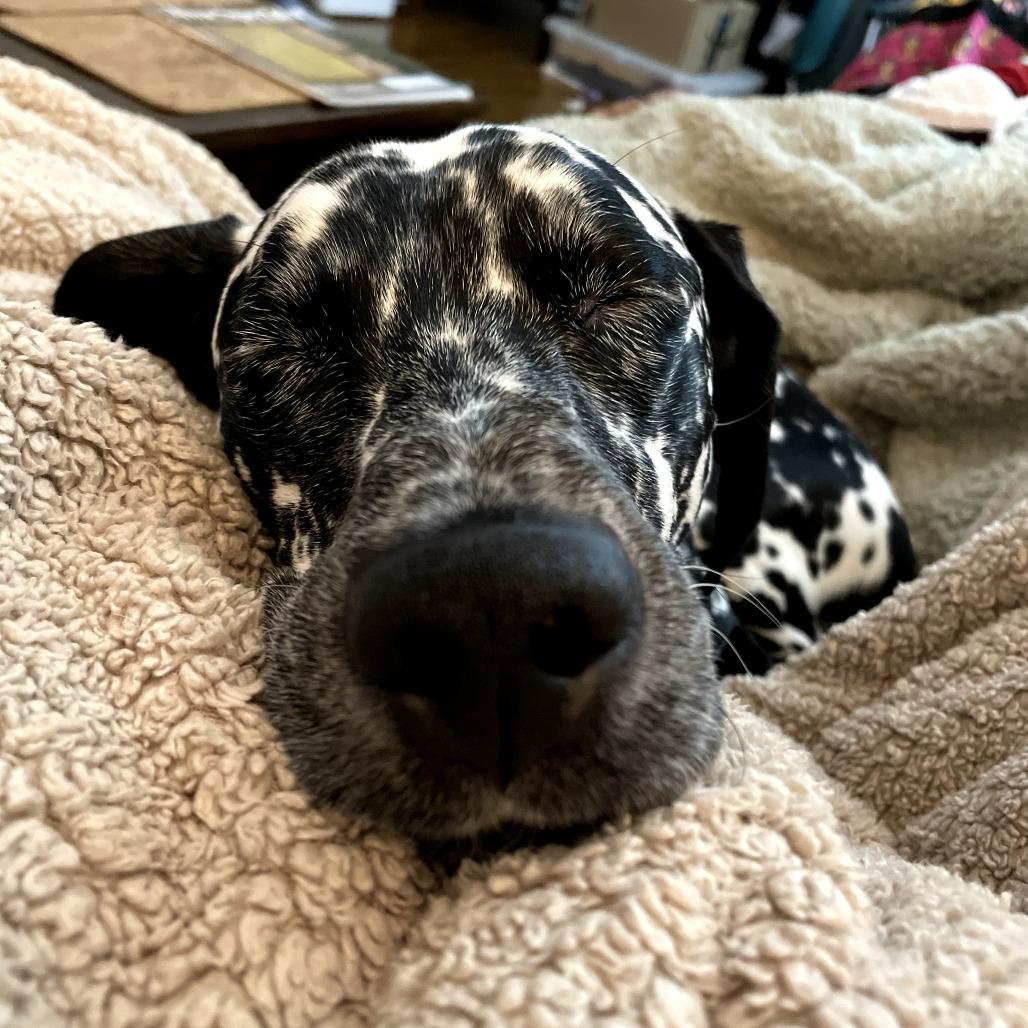 Enlarge Damien, a Adoptable Dalmatian in Richmond, VA image 5/6