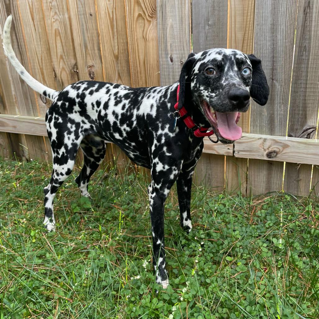 Enlarge Damien, a Adoptable Dalmatian in Richmond, VA image 6/6