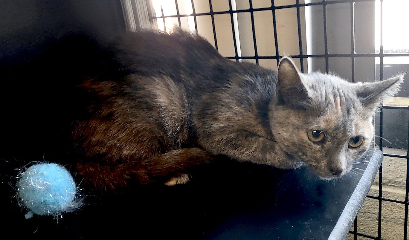 Elphaba, Adoptable, Young Female Dilute Tortoiseshell & Domestic Short Hair.